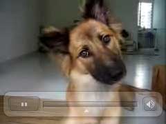 koda_head_image.jpg