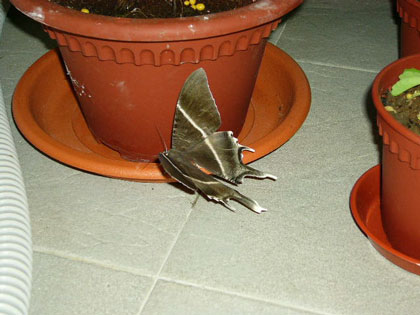 moth050525b.jpg