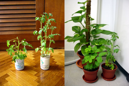 plants_beforeafter.jpg