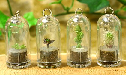 tiny plants