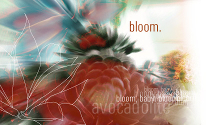 bloom